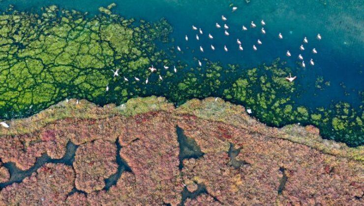 İzmir Körfezi’nde deniz yosunu tabakası oluştu