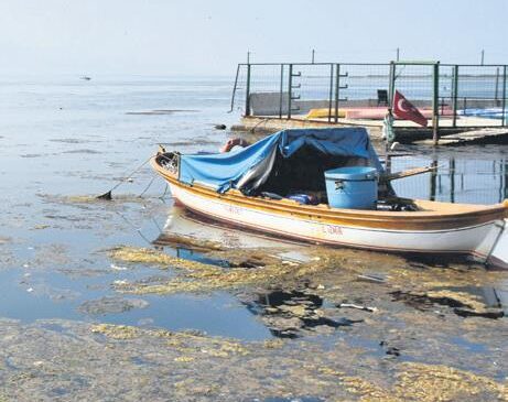 İzmir Körfezinde yosun istilası